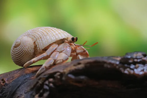 Eremitkräfta Paguroidea Går Långsamt — Stockfoto