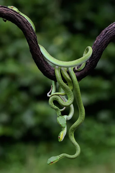 Eine Gruppe Kleiner Sunda Grubenvipern Trimeresurus Insularis Kroch Einem Trockenen — Stockfoto