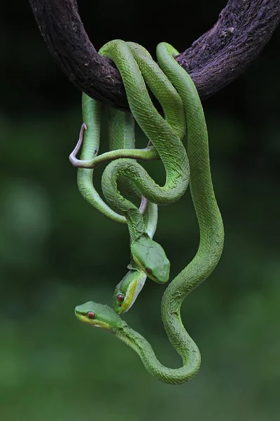 Группа Маленьких Гадюк Trimeresurus Insularis Ползла Вдоль Сухой Ветки Дерева — стоковое фото