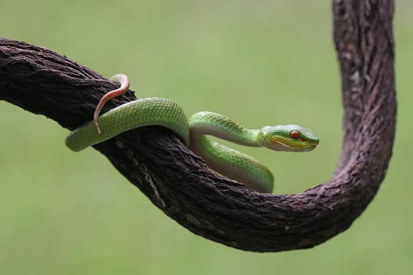 Küçük bir Sunda çukur engereği (Trimeresurus insularis) kuru bir ağaç dalında sürünür..