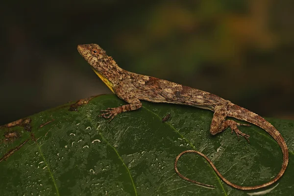 Dragón Volador Draco Volans Está Tomando Sol Una Rama Vid — Foto de Stock