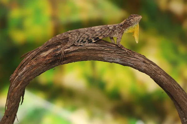 Uçan bir ejderha (Draco volans) günlük aktivitelerine başlamadan önce bir asma dalında güneşlenir..