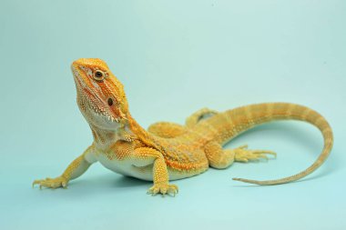Sakallı bir ejderha (Pogona sp) saldırgan davranışlar sergiliyor.