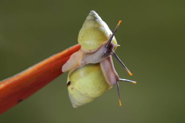 İki Polinezya ağaç salyangozu (Partula salyangozu) vahşi bir bitkinin gövdesinde yiyecek arıyorlar..