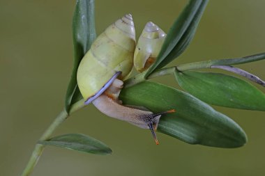 İki Polinezya ağaç salyangozu (Partula salyangozu) vahşi bir bitkinin gövdesinde yiyecek arıyorlar..