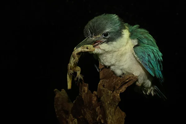 Ung Krönt Kungsfiskare Todirhamhus Chloris Jagar Ödla Ruttnande Stock — Stockfoto