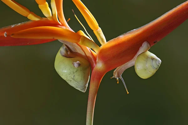 Polinezya Ağaç Salyangozu Partula Salyangozu Vahşi Bir Bitkinin Gövdesinde Yiyecek — Stok fotoğraf