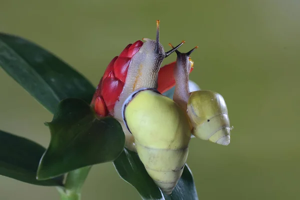 Dois Caramujos Polinésios Partula Estão Procura Comida Tronco Uma Planta — Fotografia de Stock