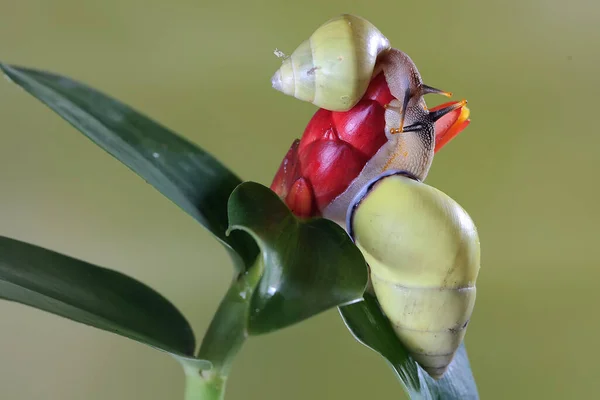 Deux Escargots Polynésiens Partula Sont Recherche Nourriture Sur Tronc Une — Photo