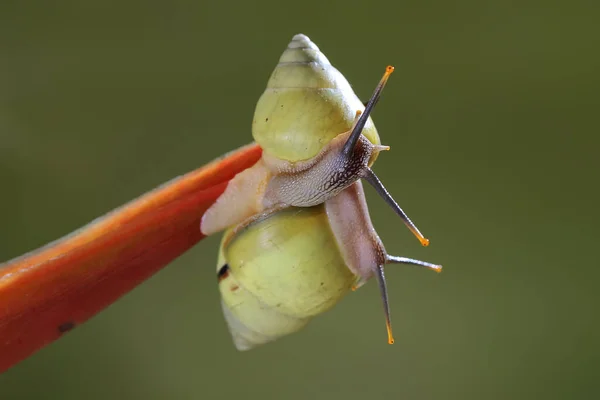 Dos Caracoles Arbóreos Polinesios Partula Buscan Alimento Tronco Una Planta — Foto de Stock