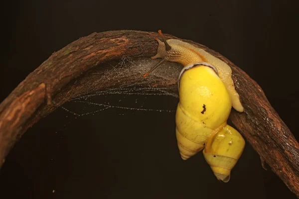 Deux Escargots Polynésiens Partula Déplaçant Long Tronc Sec — Photo