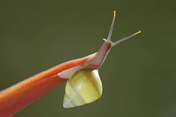 Bir Polinezya ağaç salyangozu (Partula salyangozu) vahşi bir bitkinin gövdesinde yiyecek arıyor..
