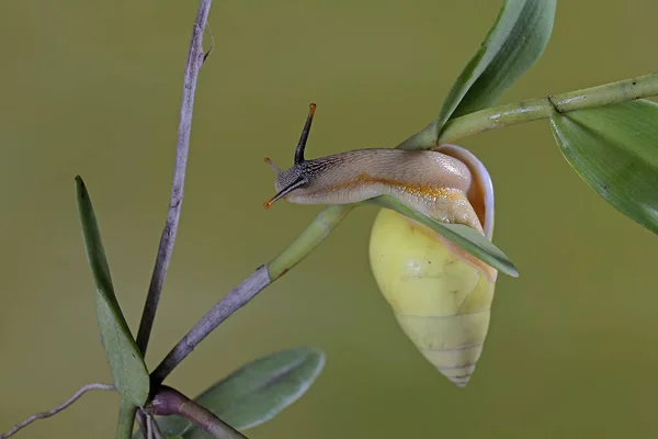 Escargot Polynésien Partula Cherche Nourriture Sur Tronc Une Plante Sauvage — Photo