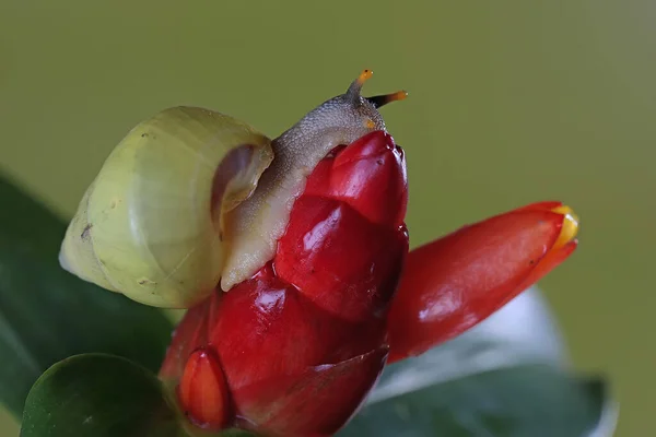 Polynesian Tree Snails Partula Looking Food Trunk Wild Plant — Stock Photo, Image