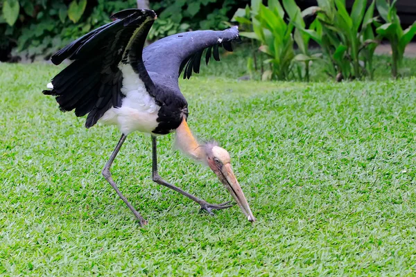 의작은 주머니쥐 Leptoptilos Javanicus 돌아다니다가 초원에서 펠리컨을 만났다 — 스톡 사진