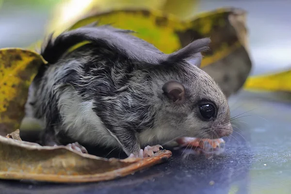 A flying squirrel (Lomys horsfieldi) is looking for small insects. These animals are nocturnal or active at night.