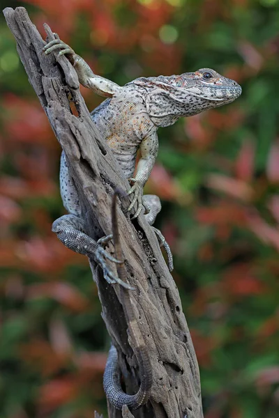 이구아나 Ctenosaura Similis 위에서 일광욕을 동물이다 — 스톡 사진