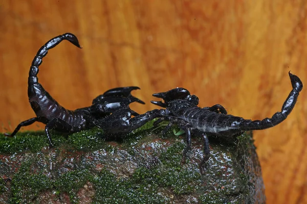 Een Paar Zwarte Schorpioenen Bereiden Zich Voor Paren — Stockfoto