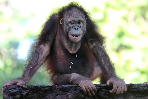 Een Orang Oetan Pongo Rust Een Betonnen Stoel — Stockfoto