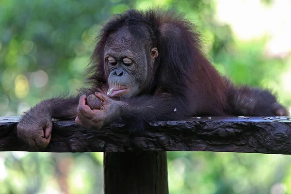 Een Orang Oetan Pongo Rust Een Betonnen Stoel — Stockfoto