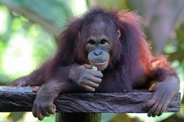 Een Orang Oetan Pongo Rust Een Betonnen Stoel — Stockfoto