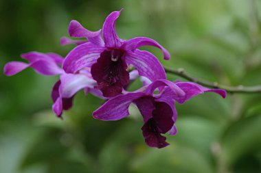 Bahçede çiçeklenmiş orkidelerin güzelliği.. 
