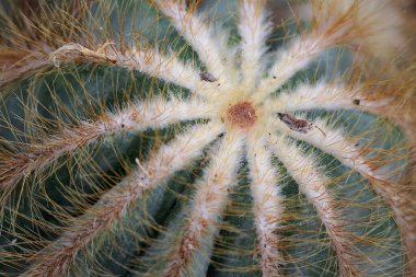 Pürüzsüz dikenleriyle kaktüsün güzelliği yukarıdan alınır. Bu bitki süs bitkileri için geniş bir alana yayılmış.. 