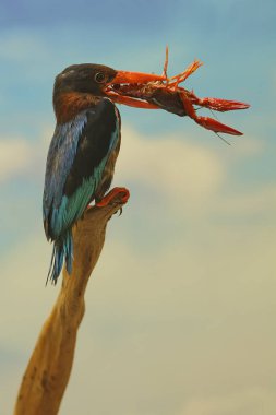 Bir Javan balıkçısı (Halcyon siyanoventris) kuru bir ormanda küçük bir ıstakozu avlar..