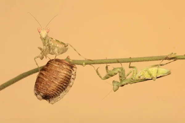 Pair Praying Mantis Creobroter Gemmatus Looking Prey Weeds — Stock Photo, Image