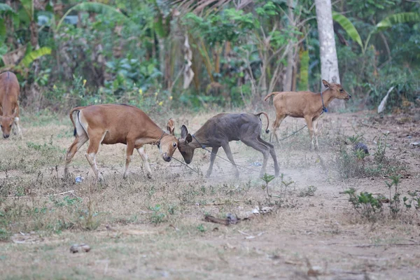 Vaca Joven Bos Javanicus Criada Por Agricultores Bali Indonesia Para —  Fotos de Stock