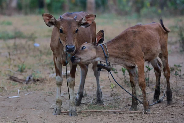 Vaca Joven Bos Javanicus Criada Por Agricultores Bali Indonesia Para —  Fotos de Stock