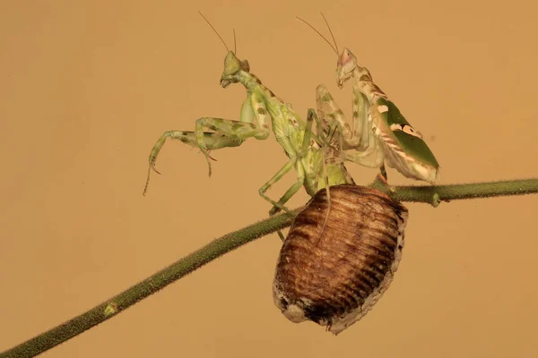 Par Mantis Religiosa Creobroter Gemmatus Están Buscando Presas Las Malas — Foto de Stock