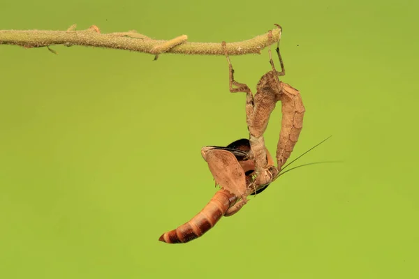 Mantis Religiosa Del Boxeador Astyliasula Phyllopus Está Comiendo Con Cuerpo —  Fotos de Stock