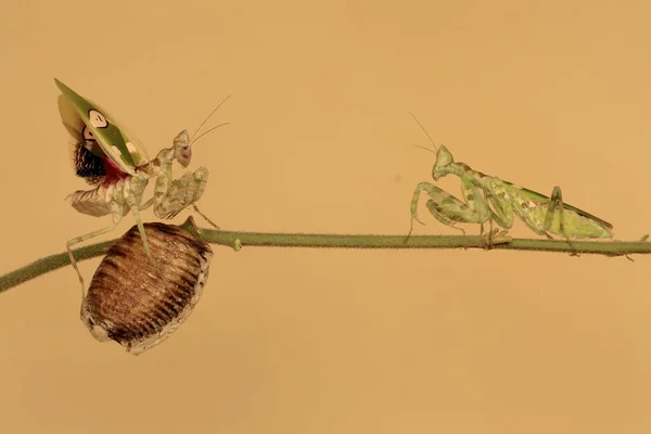 Pair Praying Mantis Creobroter Gemmatus Looking Prey Weeds — Stock Photo, Image