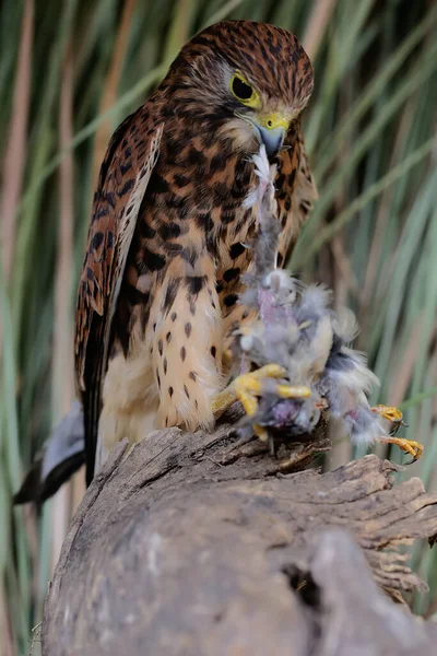 Sokół Falco Moluccensis Żeruje Małym Ptaku Krzakach — Zdjęcie stockowe