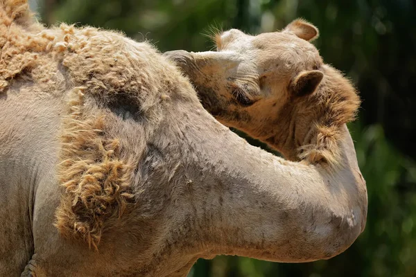 Верблюд Очищает Свое Тело Облизывая Грязные Части Тела — стоковое фото