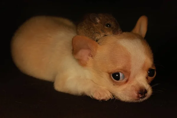 Chihuhua Perros Bebés Están Jugando Con Ratón Que Mejor Amigo — Foto de Stock