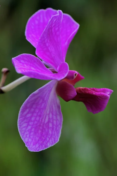 Die Schönheit Der Orchideen Voller Blüte Garten — Stockfoto