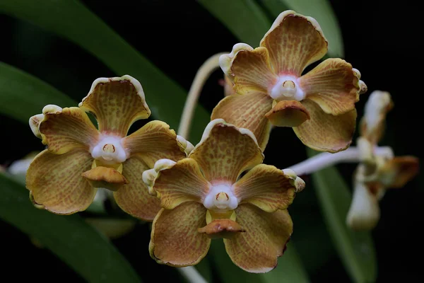 Piękno Orchidei Pełnym Rozkwicie Ogrodzie — Zdjęcie stockowe