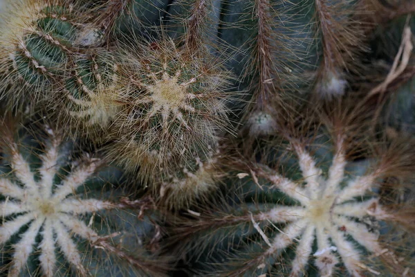 Schoonheid Van Cactus Met Zijn Gladde Doornen Wordt Van Bovenaf — Stockfoto