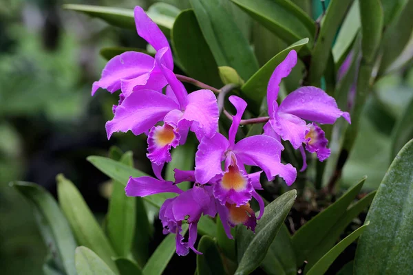 Bahçede çiçeklenmiş orkidelerin güzelliği.. 
