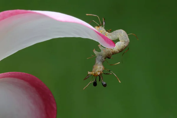 Una Oruga Está Buscando Presas Una Flor Silvestre — Foto de Stock