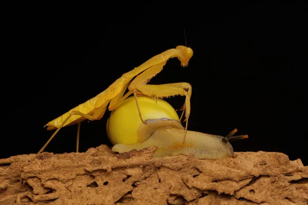 Una Mantis Religiosa Color Amarillo Brillante Está Buscando Presas — Foto de Stock