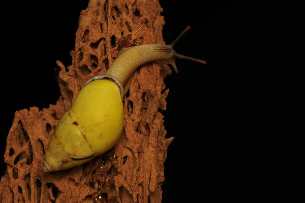 野生植物の幹に餌を探しているポリネシアの木のカタツムリ Partula — ストック写真