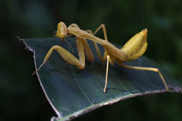 Una Mantis Religiosa Color Amarillo Brillante Está Buscando Presas — Foto de Stock