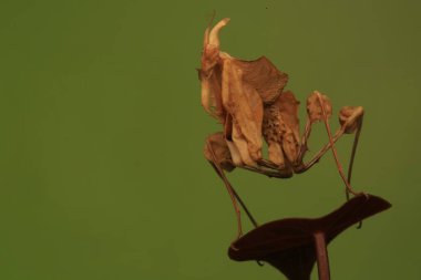 Bir peygamber devesi (Idolomantis diabolica) vahşi bir bitkide av arar..