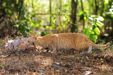 Anne kedi yavrusunu daha güvenli bir yere götürüyor..