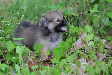 Çalılıklarda sevimli bir köpek yavrusu oynuyor..