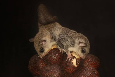 Uçan iki sincap (Lomys Horsfieldi) meyve yiyorlar. Bu hayvanlar geceleri aktiftir.. 