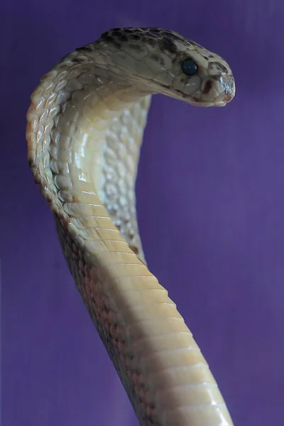 Cabeça Cobra Javanesa Naja Sputatrix Com Pescoço Expansão Está Pronta — Fotografia de Stock